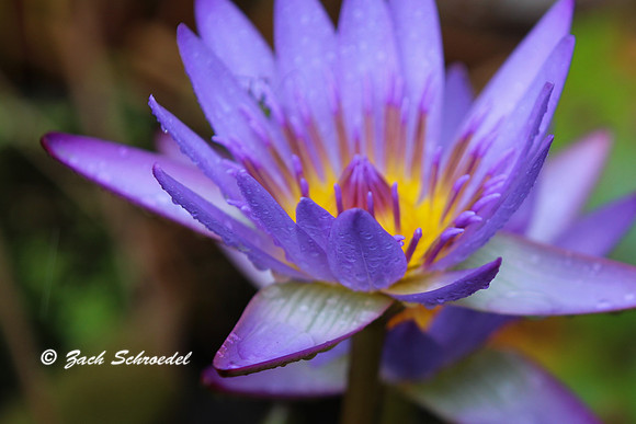 8x10 Crop